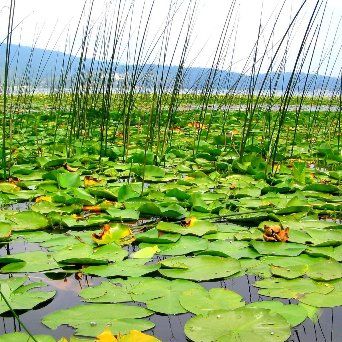 İzmir'den Otobüslü 1 Gece 2 Gün Konaklamalı Düzce Şelaleleri & Efteni Gölü & Akçakoca & Maşukiye Turu