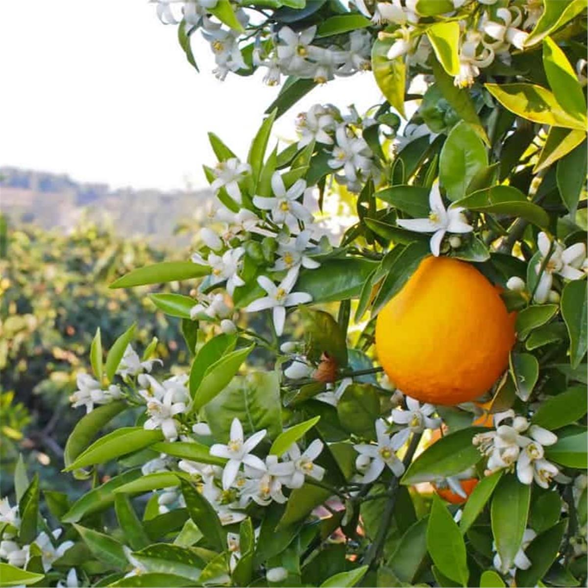 İzmir'den Otobüslü 3 Gece 4 Gün Konaklamalı Adana Portakal Çiçeği Festivali Turu