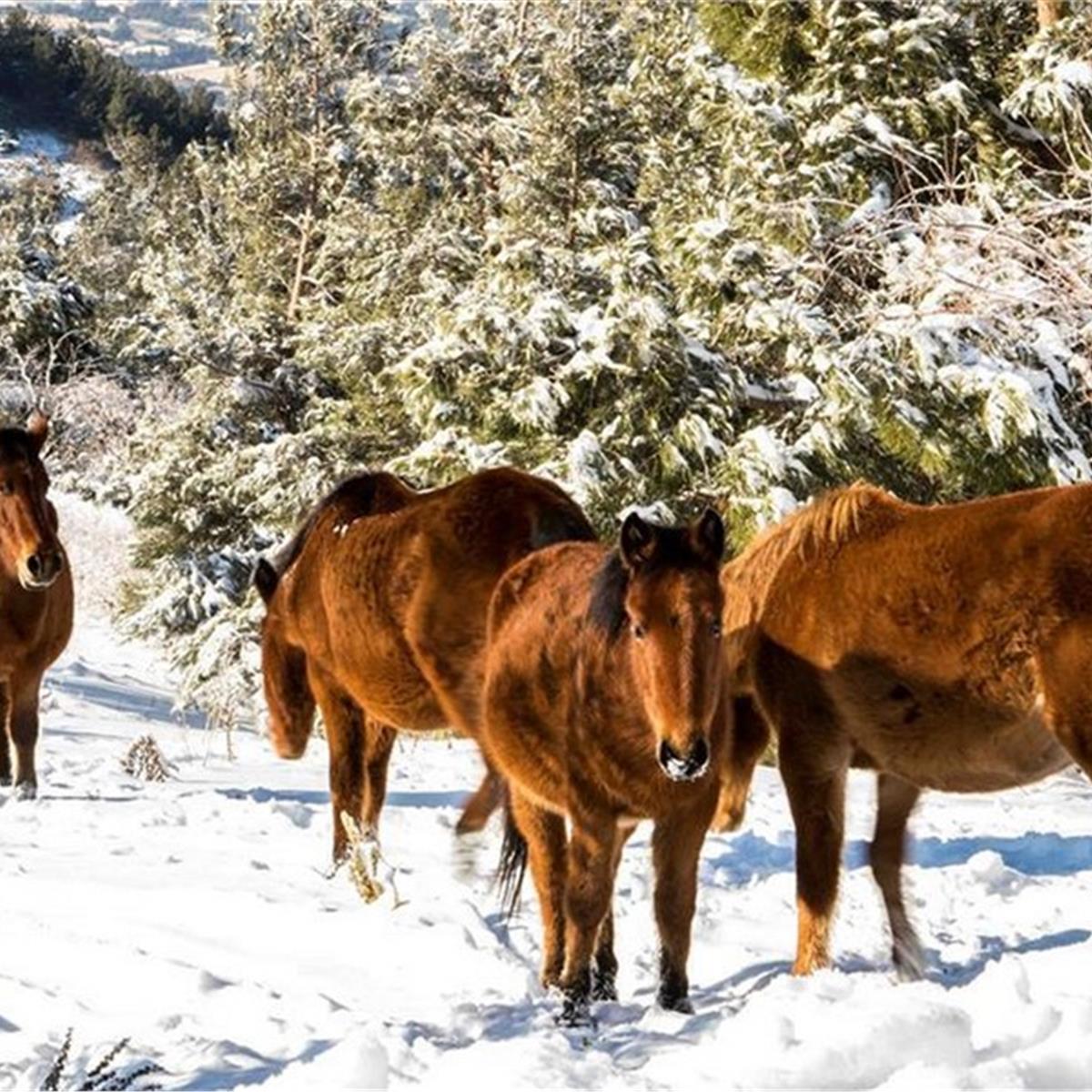 İzmir Çıkışlı Günübirlik Manisa Spil Dağı Turu