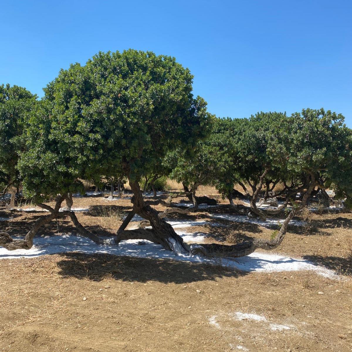 İzmir Çıkışlı Yılbaşı Özel 1 gece 2 gün Konaklamalı Sakız Adası Turu