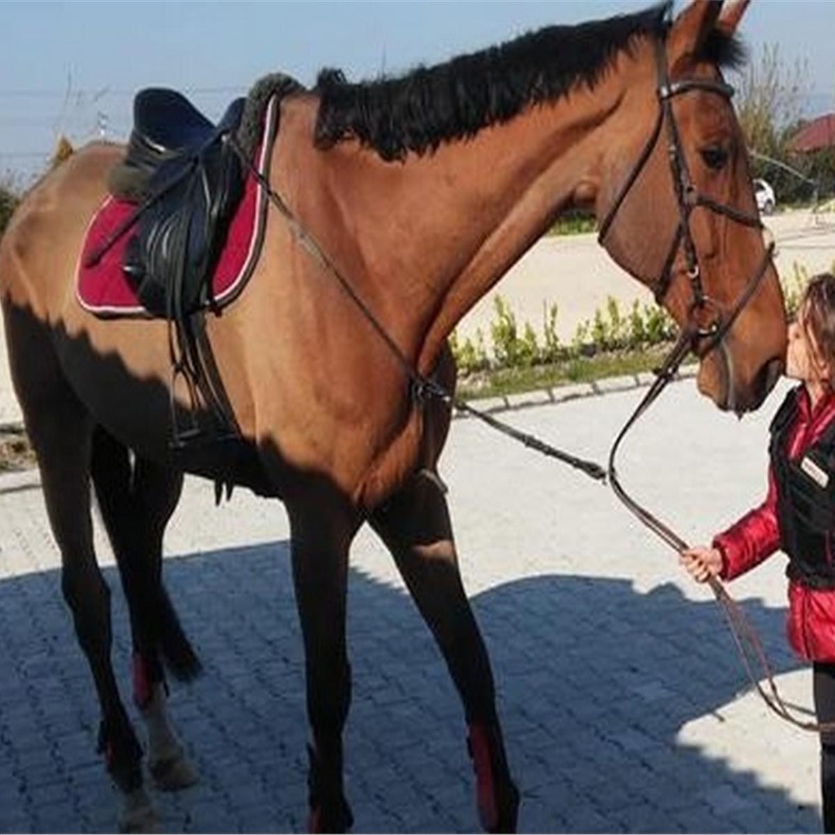 Menderes Atlı Spor Kulübü At Gezinti veya At Binme Eğitimi