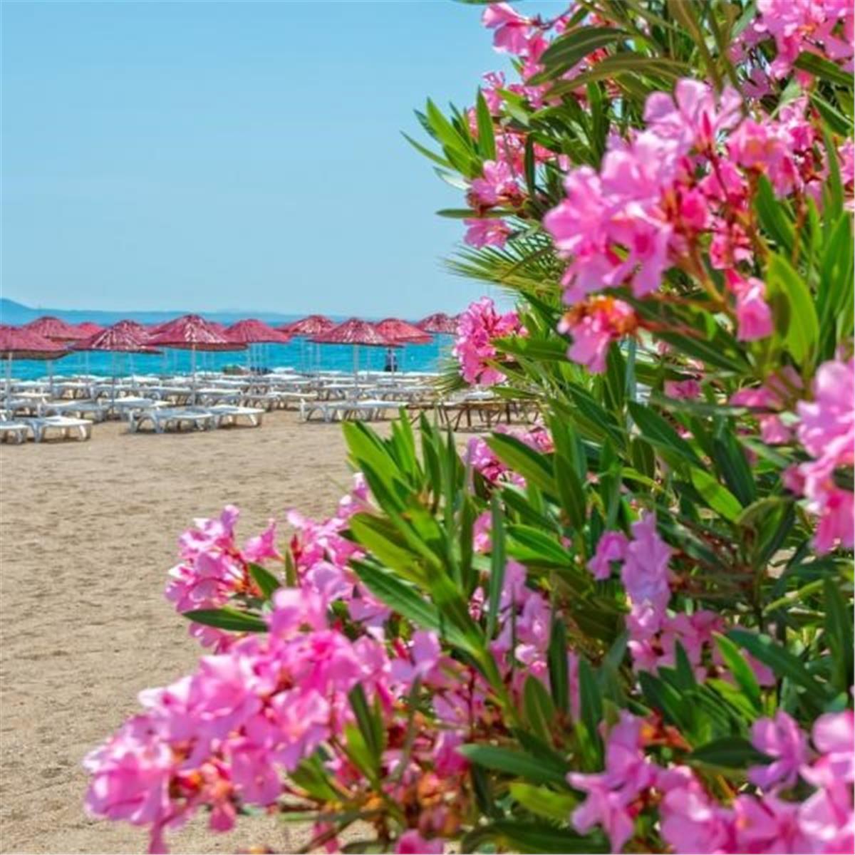 İzmir'den Kalkışlı 2 Gece 3 Gün Konaklamalı Her Şey Dahil 4 Yıldızlı Bodrum Bendis Beach Hotel