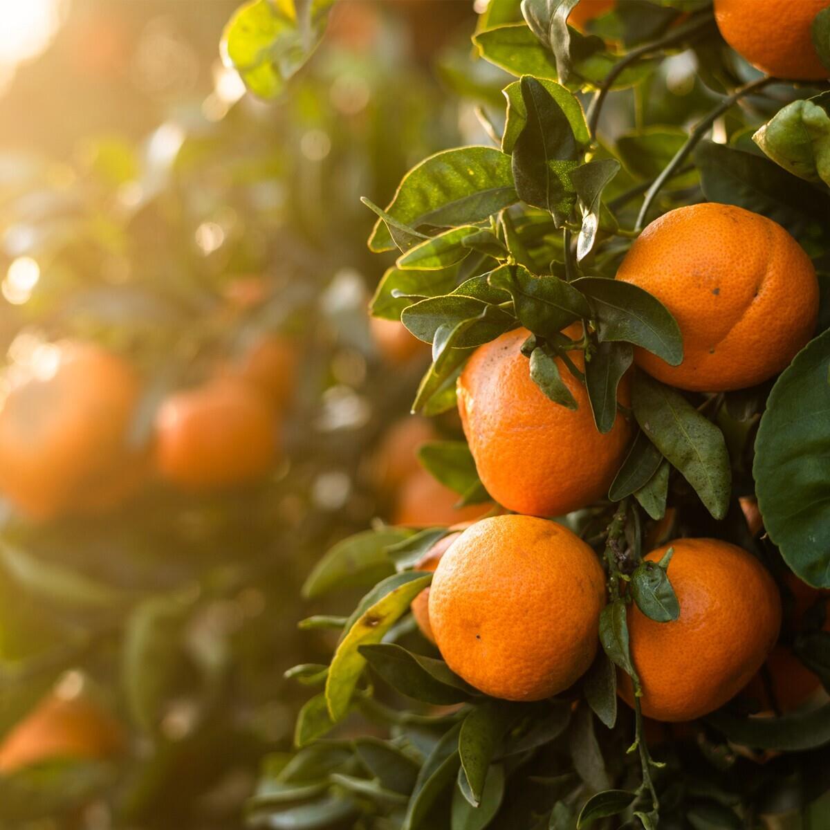 İzmir Çıkışlı Günübirlik Seferihisar Mandalina Festivali Turu.