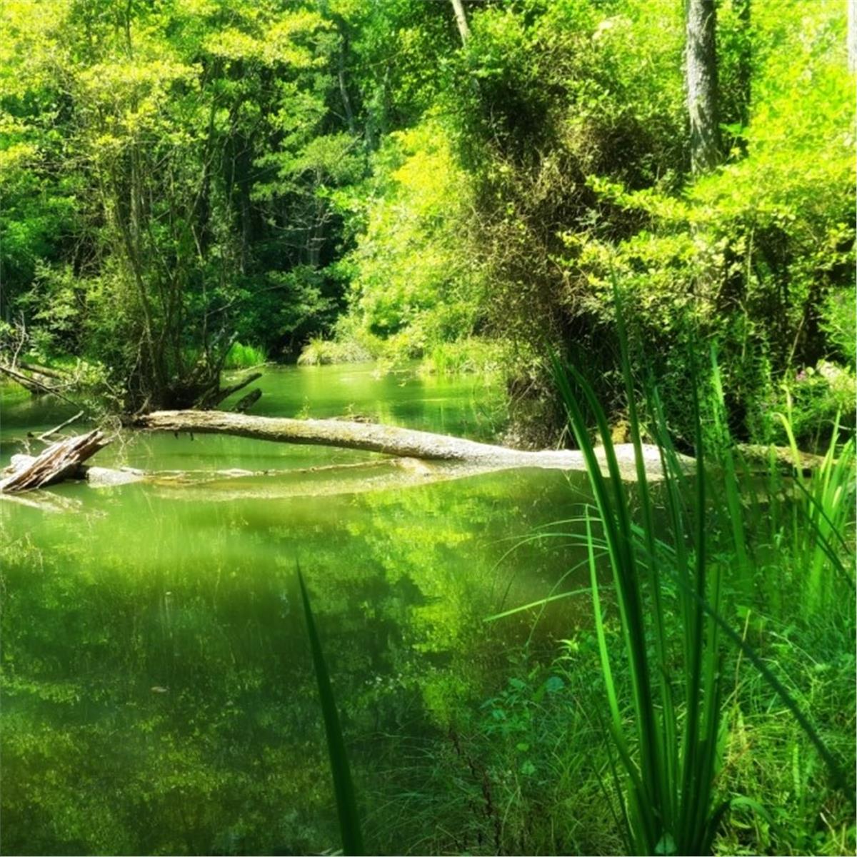 İzmir Çıkışlı 2 gece 3 gün Konaklamalı Trakya Edirne İğneada ile Longoz Ormanları Turu. 