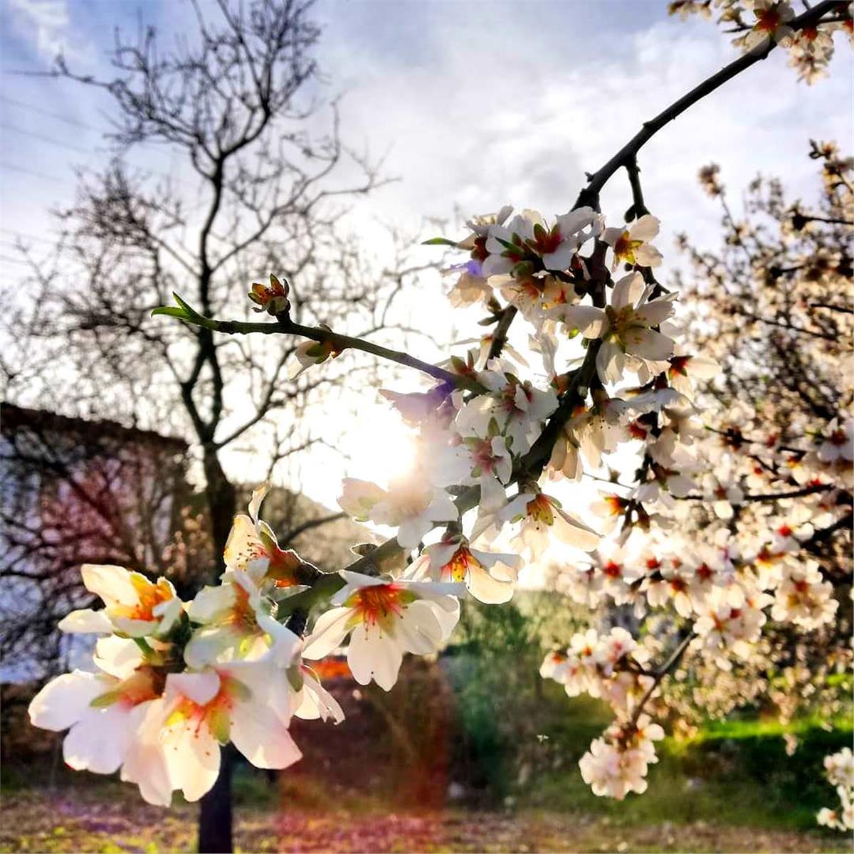 İzmir Çıkışlı Günübirlik Datça, Marmaris Kız Kumu, Turgut Şelalesi Turu. Üstelik kahvaltı dahil