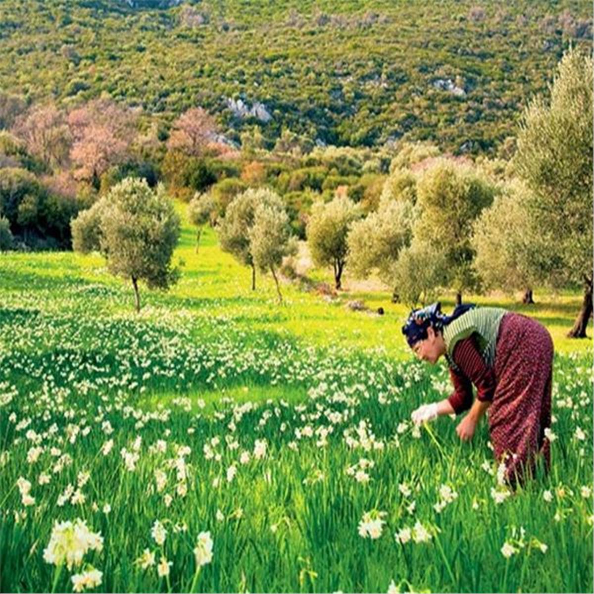 Karaburun Nergis Festivali | İzmirBuraya.com 