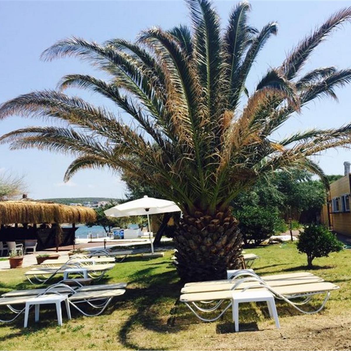 Çeşme Dodo Beach Gün Boyu Beach Kullanımı ile Kahvaltı veya Hamburger Menü