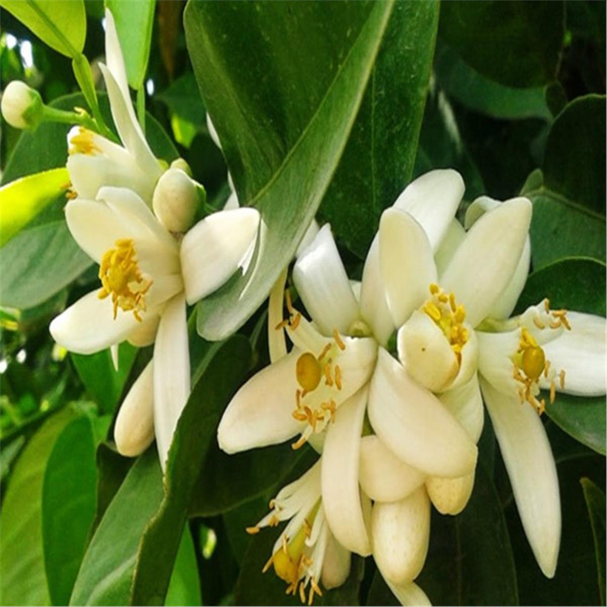 İzmir'den Uçaklı 2 Gece 3 Gün Konaklamalı Adana Portakal Çiçeği Festivali Turu