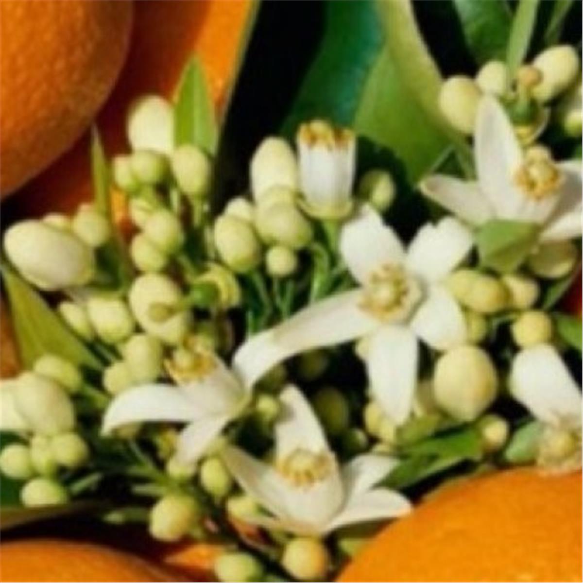 İzmir'den Uçak İle Hareketli 2 Gece 3 Gün Konaklamalı Adana Portakal Çiçeği Festivali