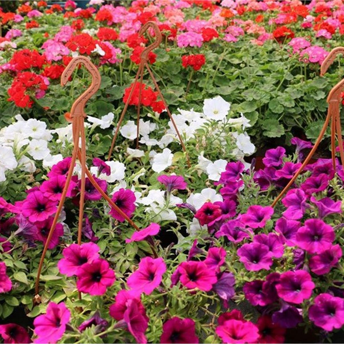 İzmir Çıkışlı Günübirlik Bayındır Çiçek Festivali Turu