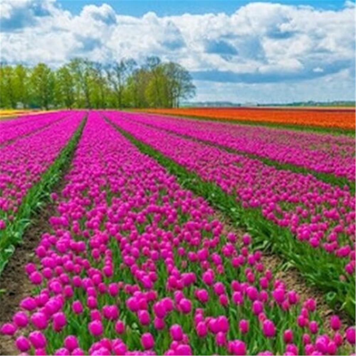 İzmir Çıkışlı Bayram Özel 2 Gece 3 Gün Konaklamalı Isparta Gül Hasadı Şenliği