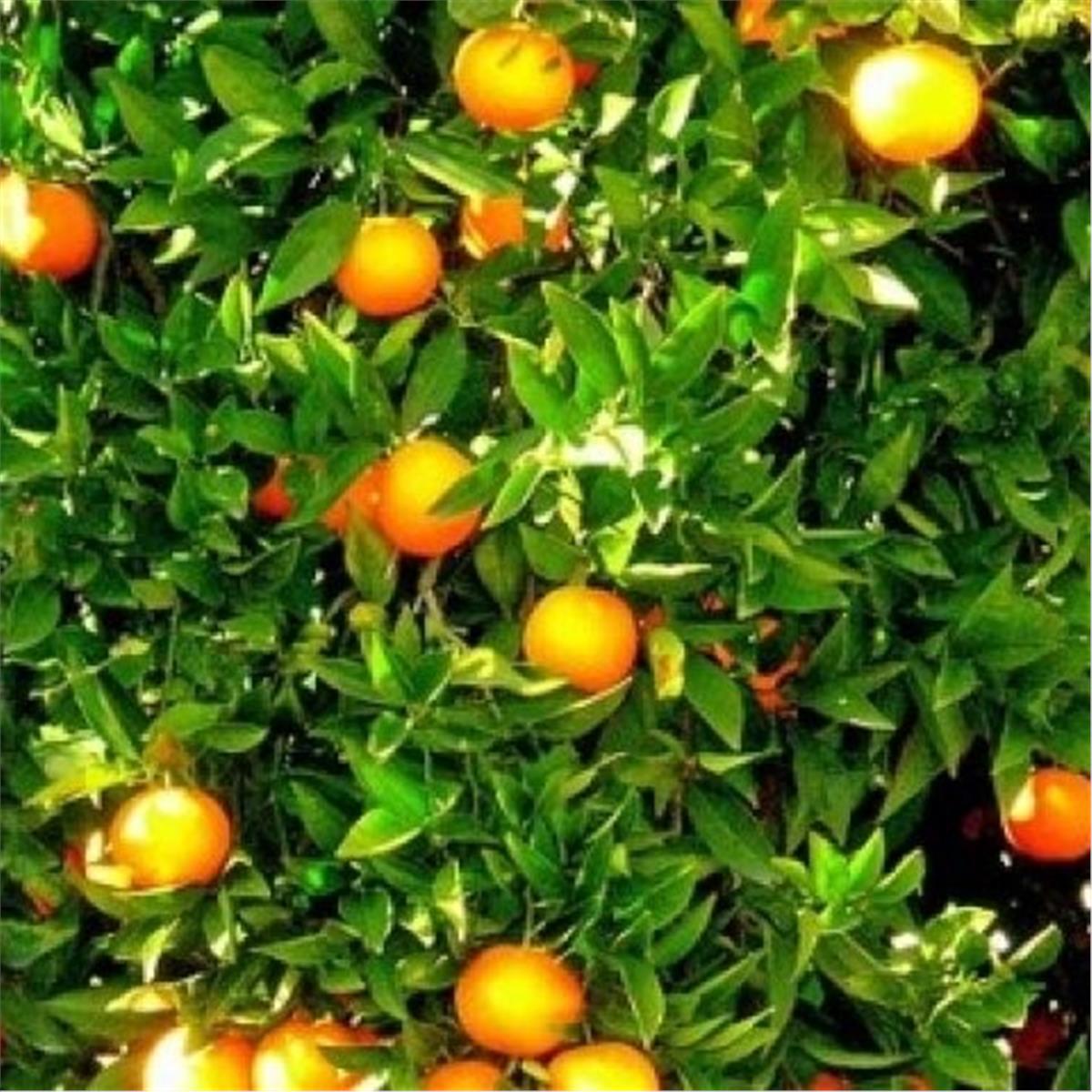 İzmir'den Otobüs İle Kalkışlı 2 Gece 3 Gün Konaklamalı Adana Portakal Çiçeği Festivali