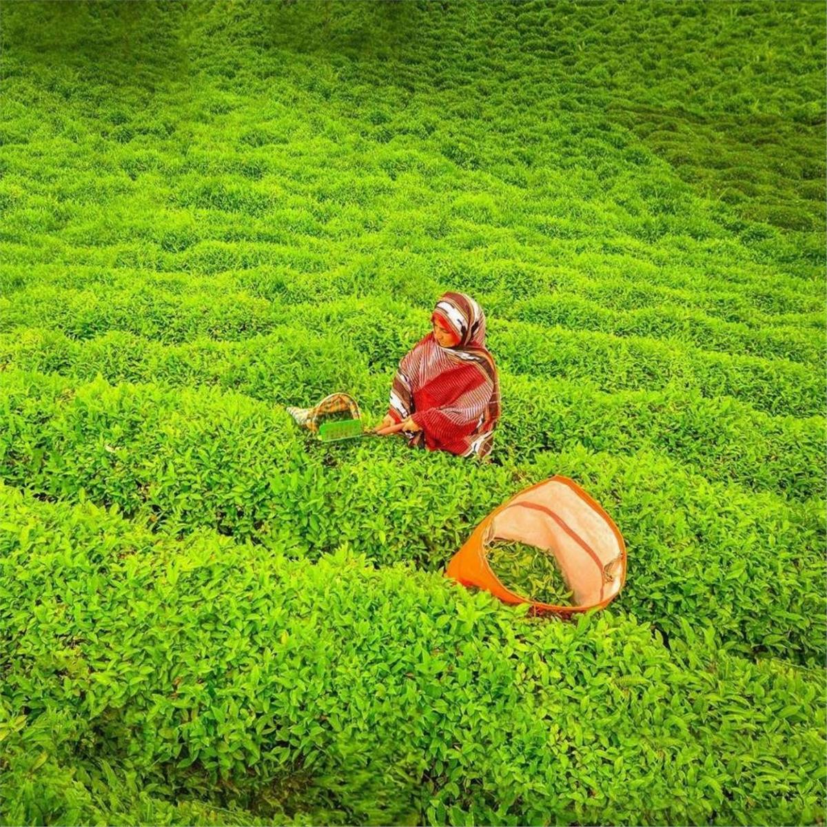 İzmir Çıkışlı 5 gece 6 gün Doya Doya Karadeniz Turu. Üstelik Batum ve Yayla Konaklama Farkıyla.