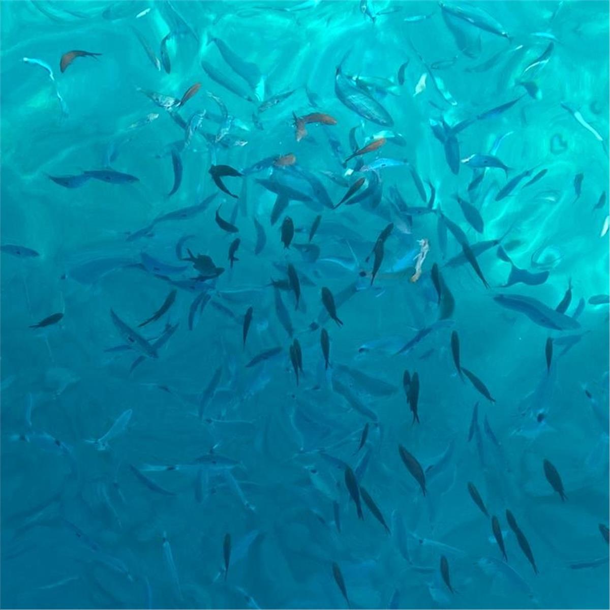 Günübirlik Bodrum Tekne Turu. Üstelik Ulaşım Ve Öğle Yemeği Dahil