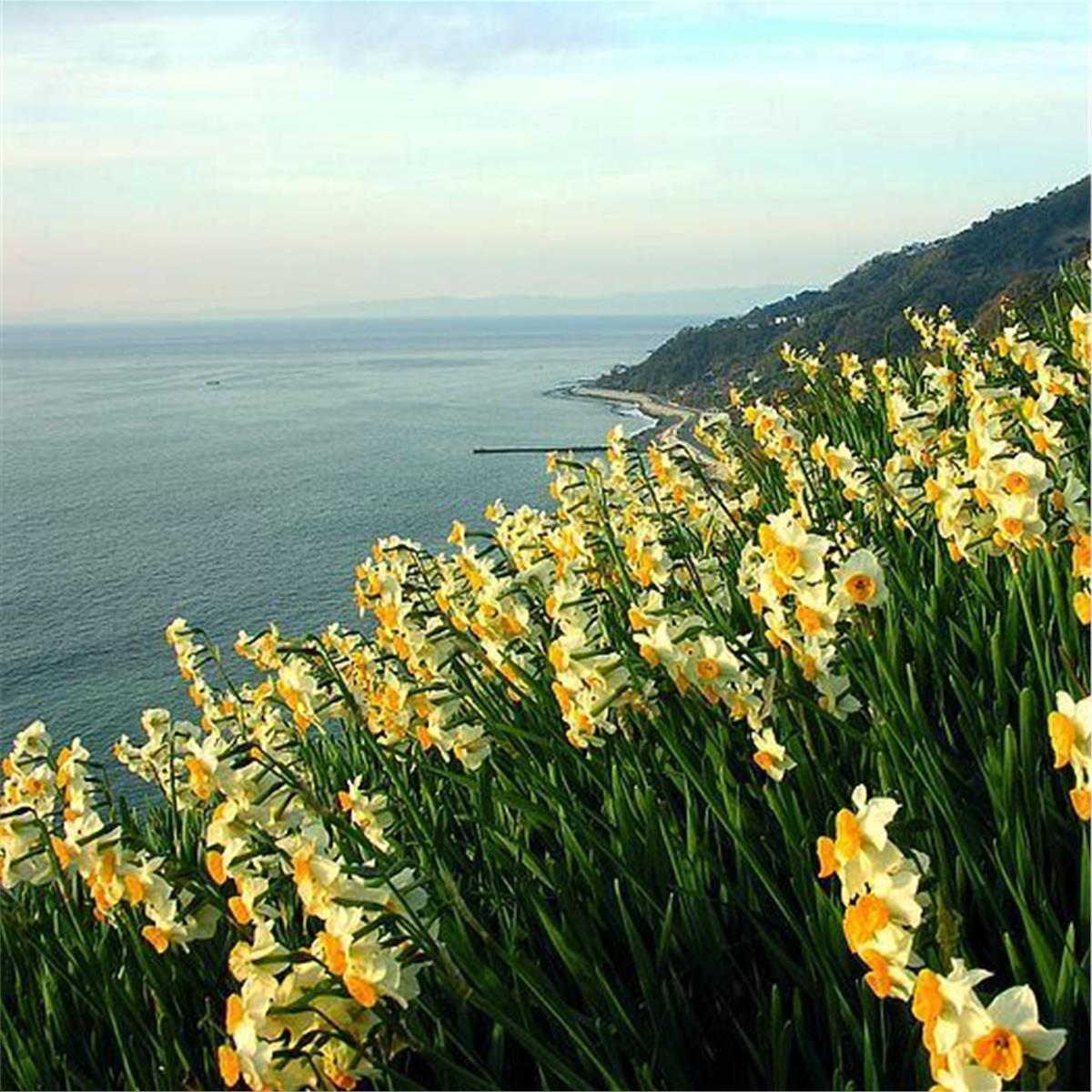 İzmir Kalkışlı 21 ve 22 Ocak'ta Günübirlik Karaburun Nergis Festivali Turu