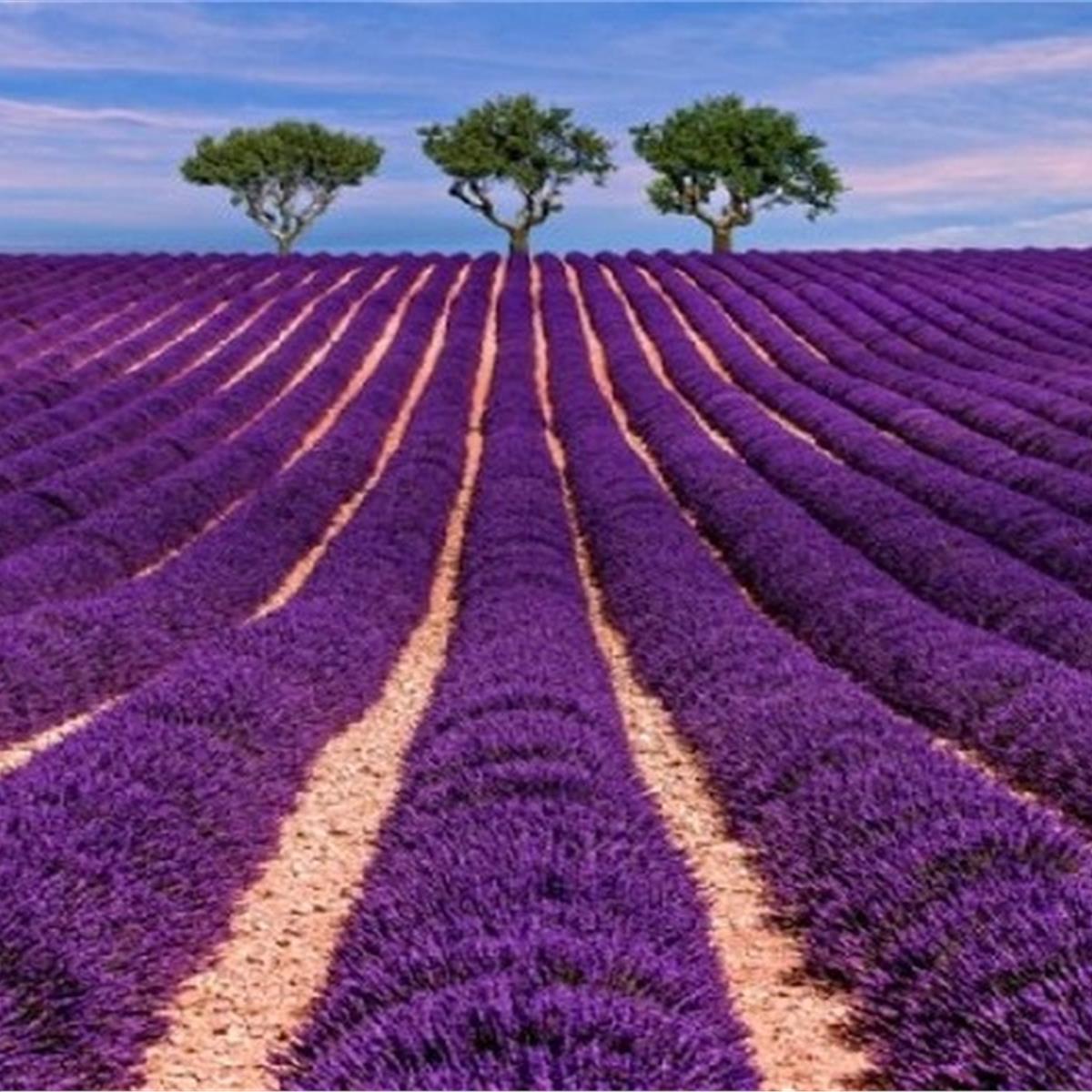 Günübirlik Lavanta Tarlaları ve Salda Gölü Turu