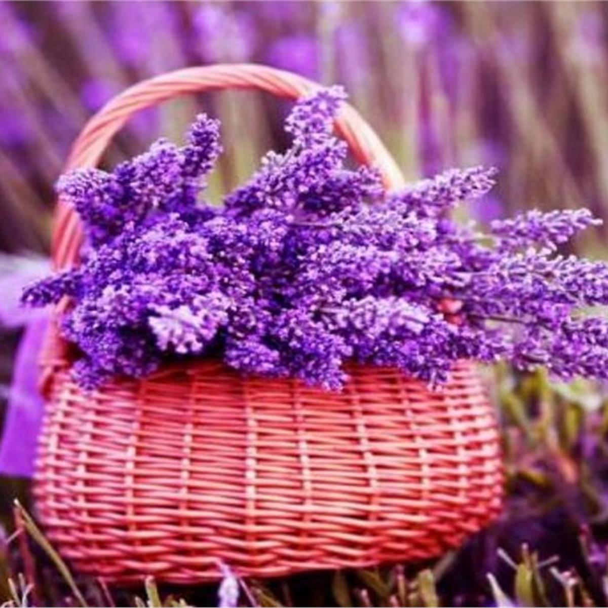 Günübirlik Lavanta Tarlaları ve Salda Gölü Turu