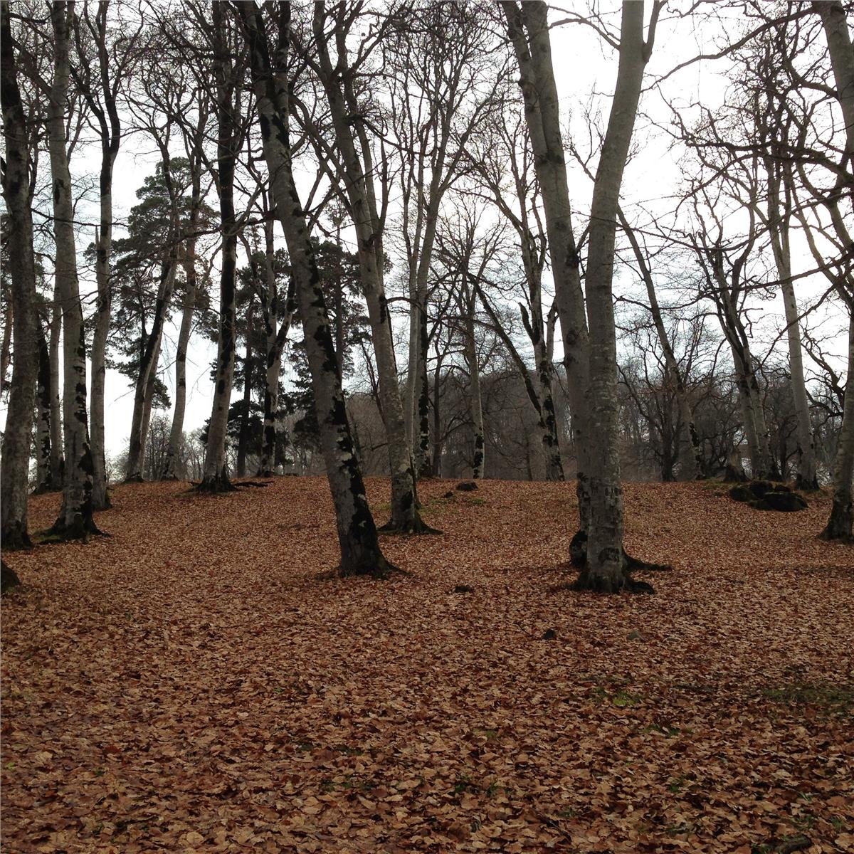 İzmir'den Uçaklı 4 Gece 5 Gün Konaklamalı Tiflis, Batum, Borjomi ve Kars Turu 
