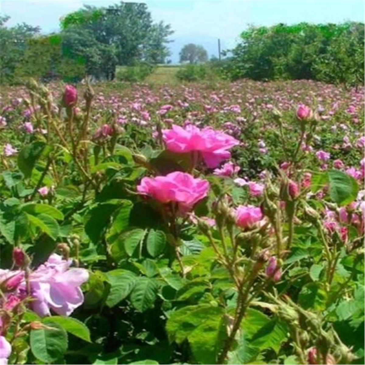 İzmir Çıkışlı Bayram Özel 2 Gece 3 Gün Konaklamalı Isparta Gül Hasadı Şenliği