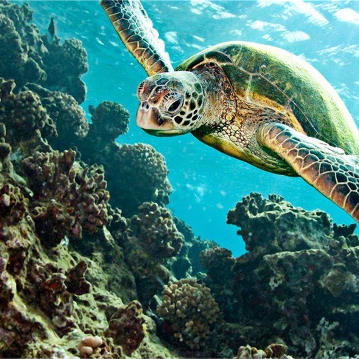 İzmir Çıkışlı Günübirlik Yuvarlakçay, Dalyan Tekne, Kral Mezarları, İztuzu Plajı Turu