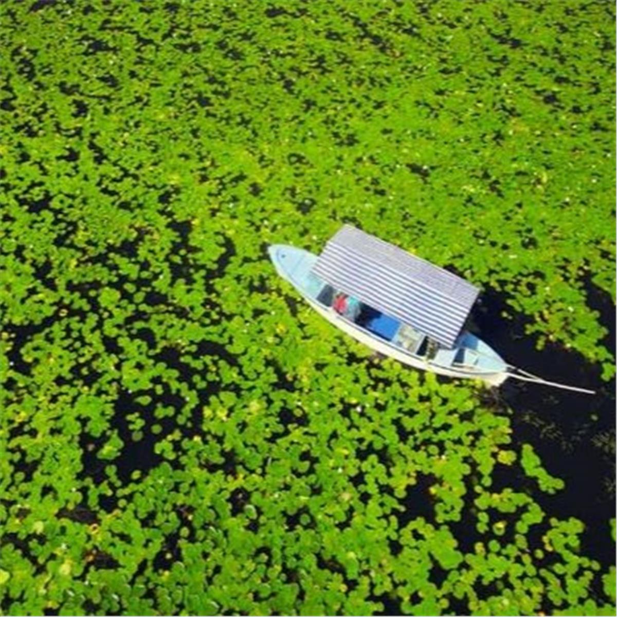 İzmir Çıkışlı Günübirlik Dünyanın En Büyük Nilüfer Tarlası İle Işıklı Gölü Turu