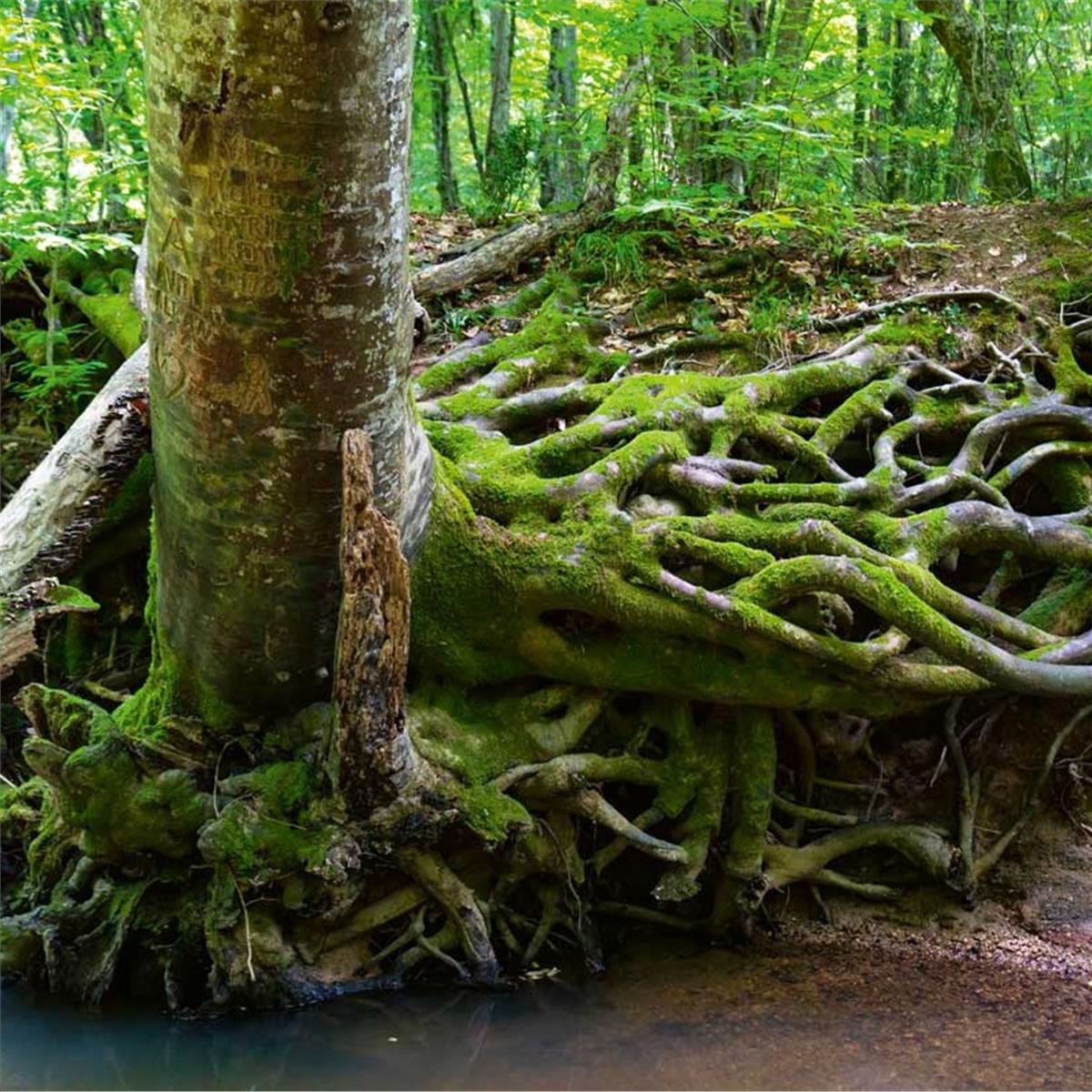 İzmir Kalkışlı 2 gece 3 gün Trakya, Edirne, İğneada, Longoz Ormanları ve Lüleburgaz Turu