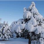Spil milli parkı karla kapı ağaç görünüm