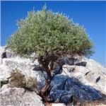 İzmir'den Otobüslü 2 Gece 3 Gün Konaklamalı Thassos Adası Dedeağaç Drama Kavala Turu