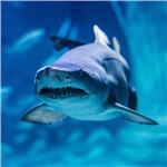 izmir Funtastic Aquarium Giriş Bileti köpek balığı akvaryumu