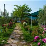 Eski Foça Kahvaltı