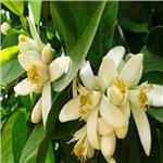 İzmir'den Otobüslü 3 Gece 4 Gün Konaklamalı Adana Portakal Çiçeği Festivali Turu