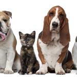 Şehrin Patileri Pet Kuaför & Petshop Evcil Hayvanlarınız için Bakım Paketleri