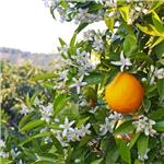 İzmir'den Uçaklı 2 Gece 3 Gün Konaklamalı Adana Portakal Çiçeği Festivali Turu