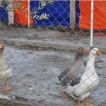 Eski Foça Kahvaltı