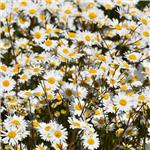 İzmir'den Otobüslü Günübirlik Bergama Papatya Festivali