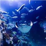 izmir Funtastic Aquarium Giriş Bileti köpek balığı