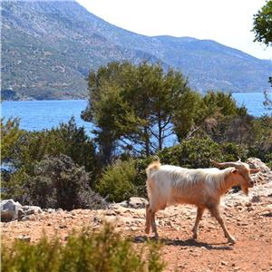 Kuşadası'ndan ve Seferihisar'dan Feribotlu 2 Gece 3 Gün Konaklamalı Samos Adası Turu
