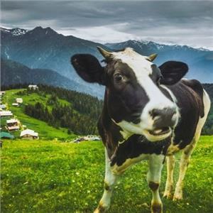 Doya Doya Karadeniz Turu
