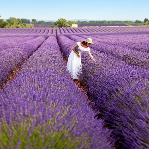Lavanta Kokulu Kuyucak Köyü, Sagalassos ve Göller Bölgesi Lavanta Sezonu Görsel Turu