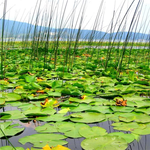 İzmir'den Otobüslü 1 Gece 2 Gün Konaklamalı Düzce Şelaleleri & Efteni Gölü & Akçakoca & Maşukiye Turu