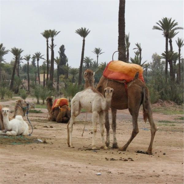 İzmir'den Uçaklı 7 Gece 8 Gün Konaklamalı Büyük Fas Ve Atlas Rüyası Turu