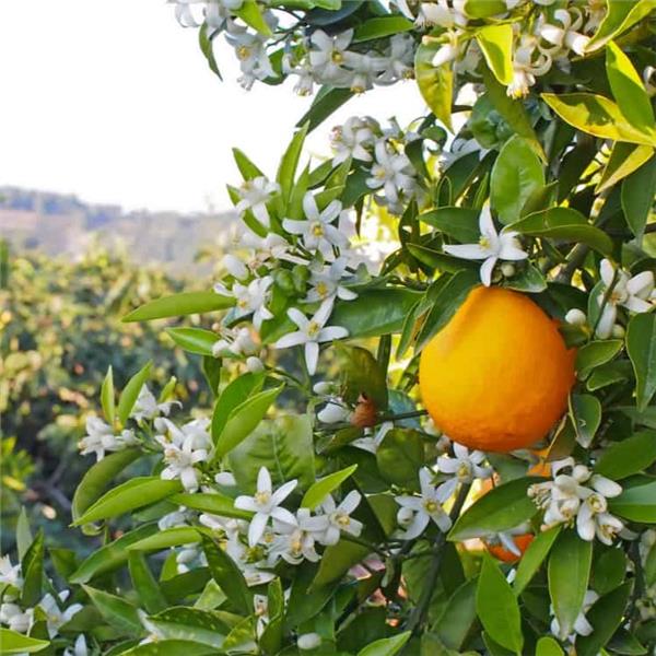 İzmir'den Otobüslü 3 Gece 4 Gün Konaklamalı Adana Portakal Çiçeği Festivali Turu
