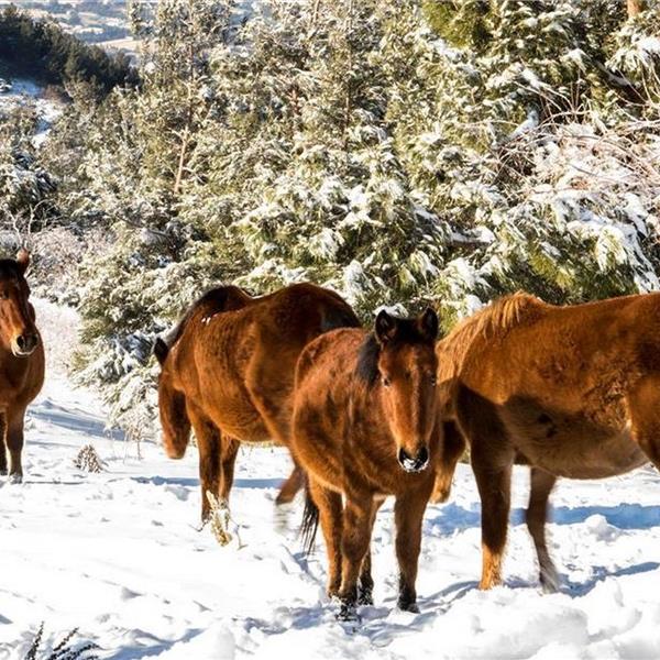 İzmir Çıkışlı Günübirlik Manisa Spil Dağı Turu