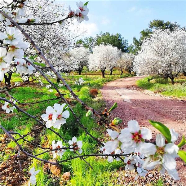 İzmir Kalkışlı Günübirlik Datça Badem Festivali Turu.