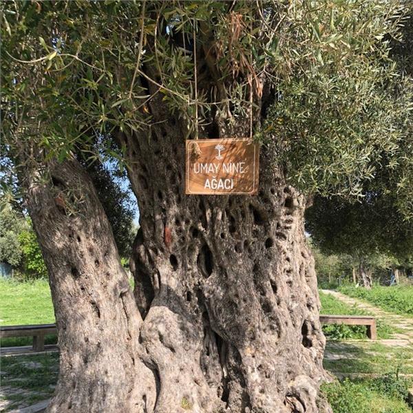 10 Aralık Pazar Saİzmir Çıkışlı Günübirlik Seferihisar Mandalina Festivali Turu.eferihisar Mandalina Festivali Turu