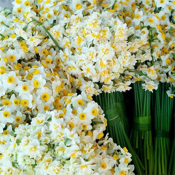 İzmir Kalkışlı 21 ve 22 Ocak'ta Günübirlik Karaburun Nergis Festivali Turu