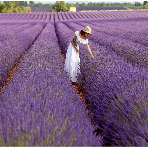Günübirlik İzmir Çıkışlı Salda Gölü, Lavanta Bahçeleri Turu