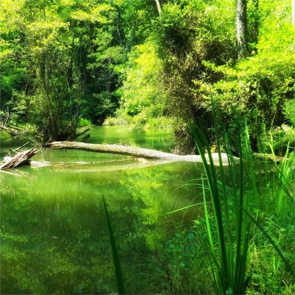 İzmir Çıkışlı 2 gece 3 gün Konaklamalı Trakya Edirne İğneada ile Longoz Ormanları Turu. 