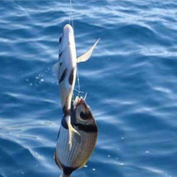 Çeşme Ildır Balık Avı Turu. Üstelik Gece ve Gündüz Çıkış Seçenekli 