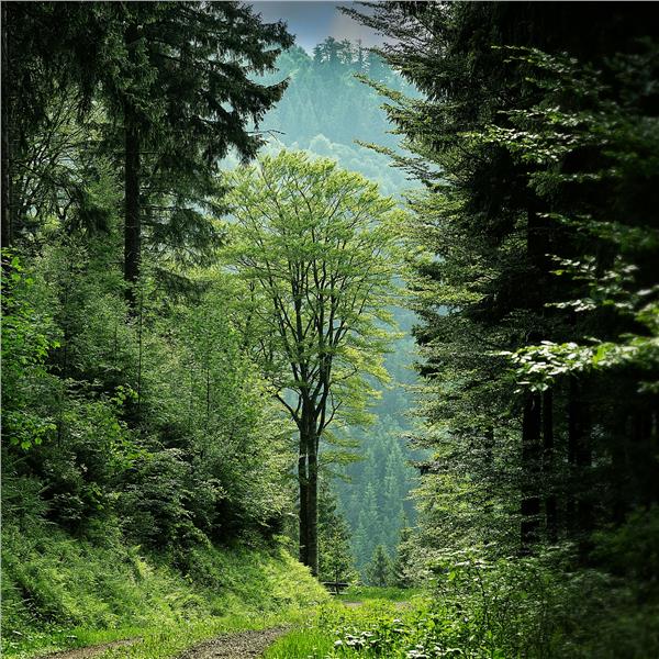 İzmir'den Uçakla 3 Gece 4 Gün Avrupa Masalı Almanya, Fransa Ve İsviçre Turu